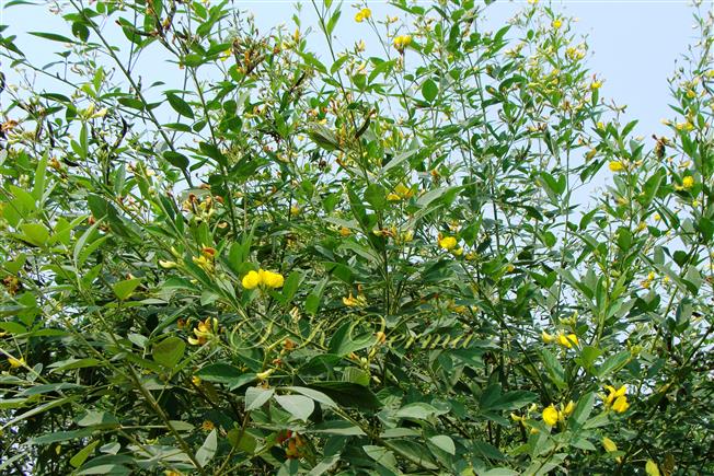  Plants